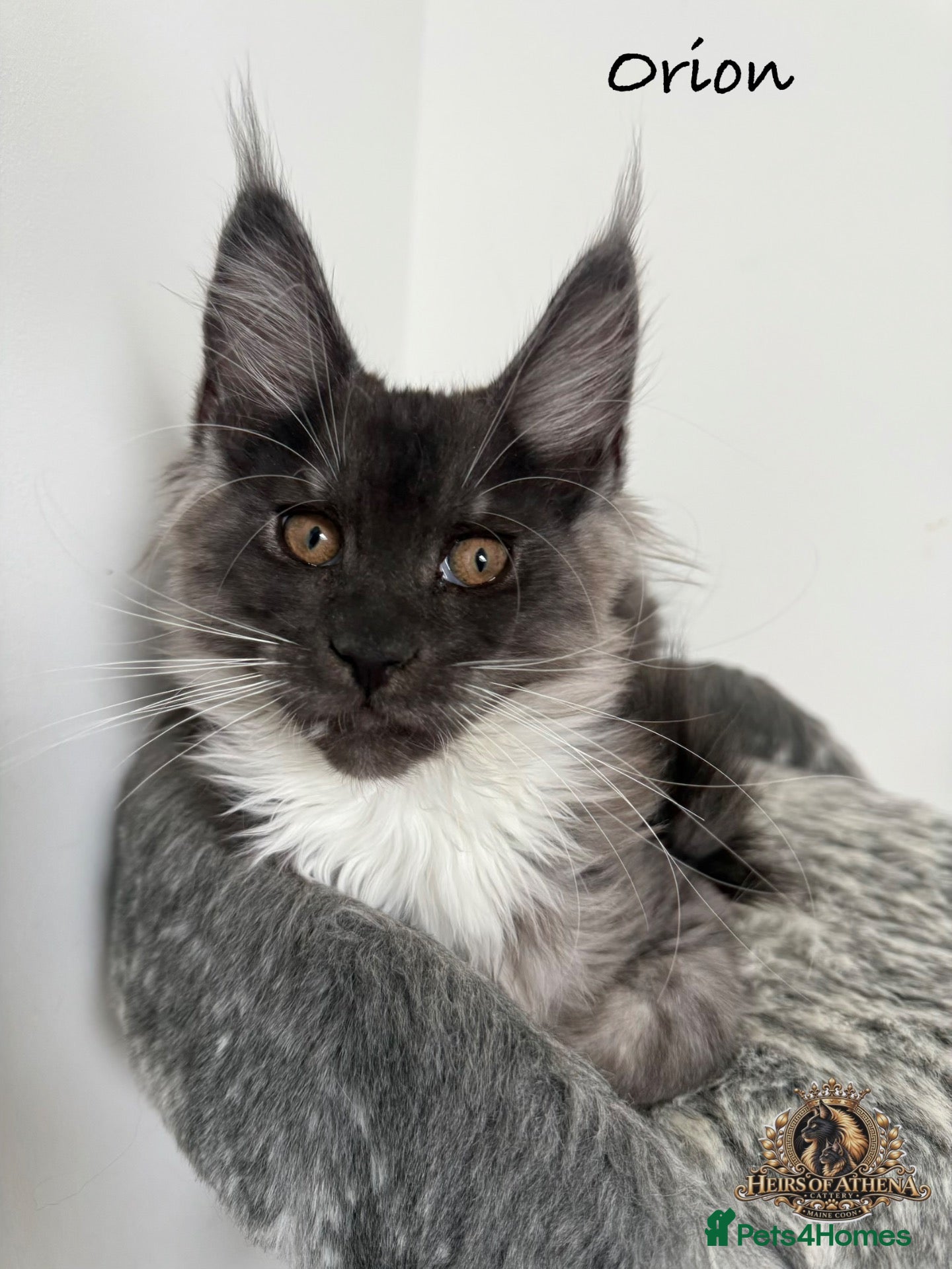 Maine Coon cats 🐾 Maine Coon Kittens TICA Registered 🐾 - Advert 2