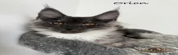 Maine Coon cats for sale: 🐾 Maine Coon Kittens TICA Registered 🐾 - Advert 2