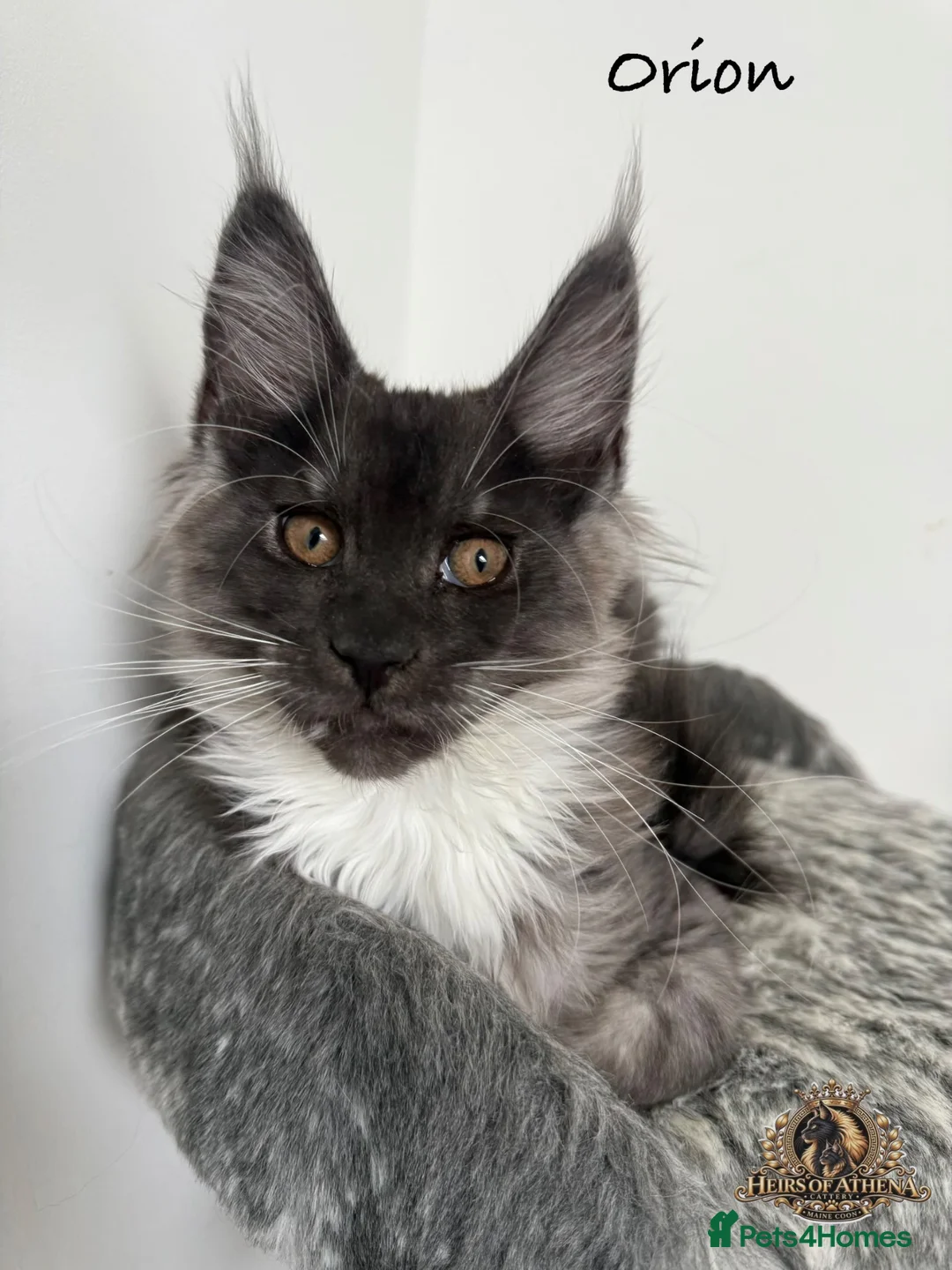 Maine Coon cats for sale: 🐾 Maine Coon Kittens TICA Registered 🐾 - Advert 2
