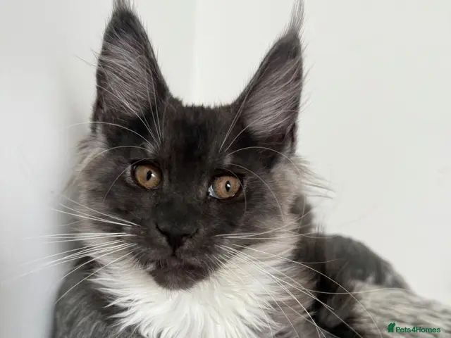 Maine Coon cats 🐾 Maine Coon Kittens TICA Registered 🐾 - Advert 2