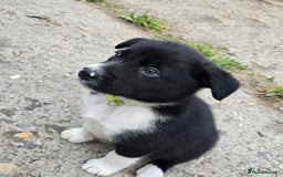Border Collie dogs for sale:  Any farmers looking for working dogs? - Image 15