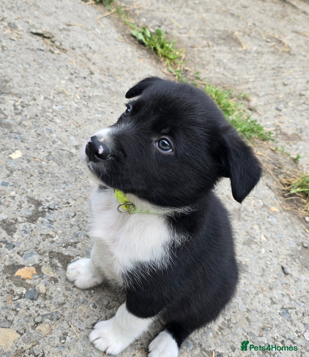 Border Collie dogs for sale:  Any farmers looking for working dogs? - Image 15