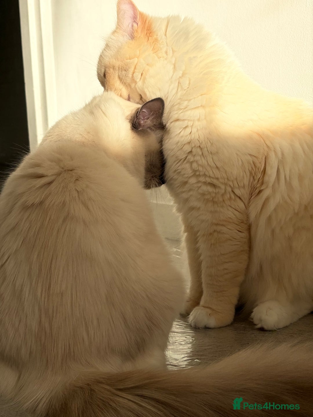 Ragdoll cats for sale: Ragdoll Purebred kittens 🩷🩵 - Advert 5