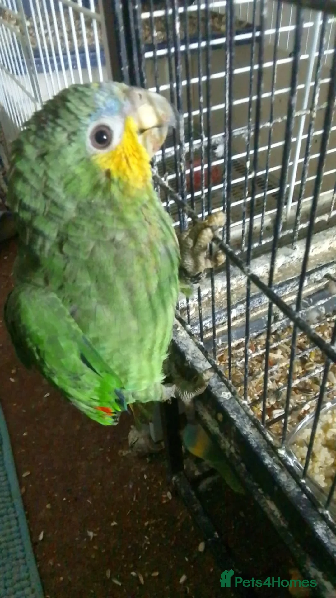 Parrots birds for sale: Orange winged Amazon friendly baby - Advert 3
