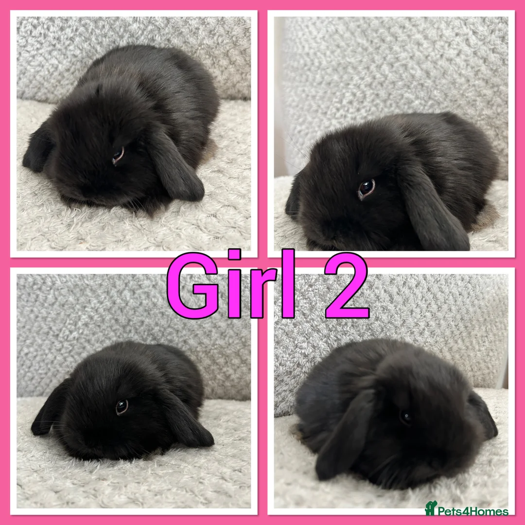 Mini Lop rabbits for sale: Mini lop babies  - Advert 2