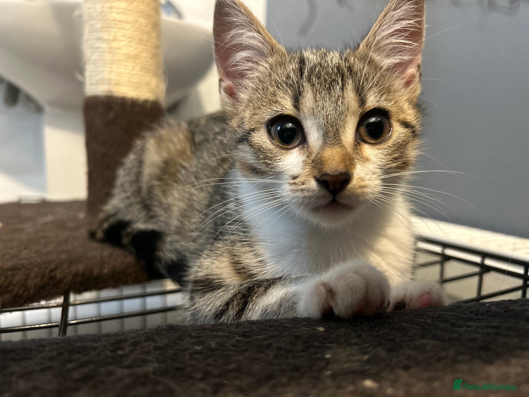 British Shorthair cats for sale: One female kitten for sale - Advert 2