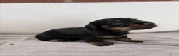 Dachshund dogs for sale: Wire haired miniature dachsunds - Advert 14