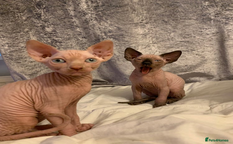 Sphynx cats - Advert 3