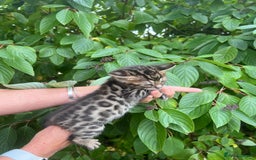Bengal cats for sale: Tica registered baby Bengal Boys  - Image 10