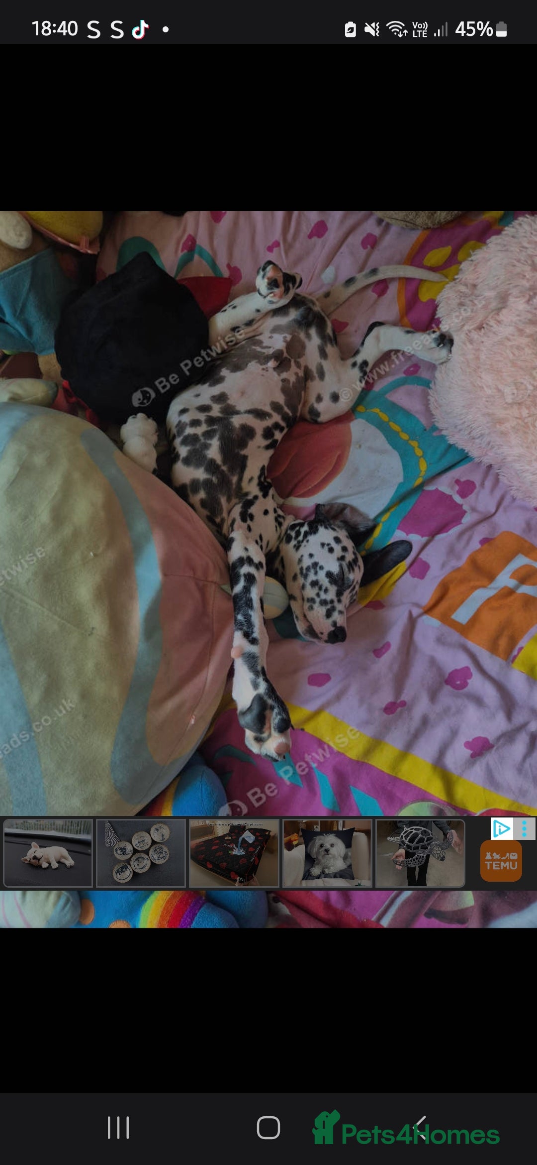 Dalmatian dogs for sale: Beautiful male dalmatians  - Image 2