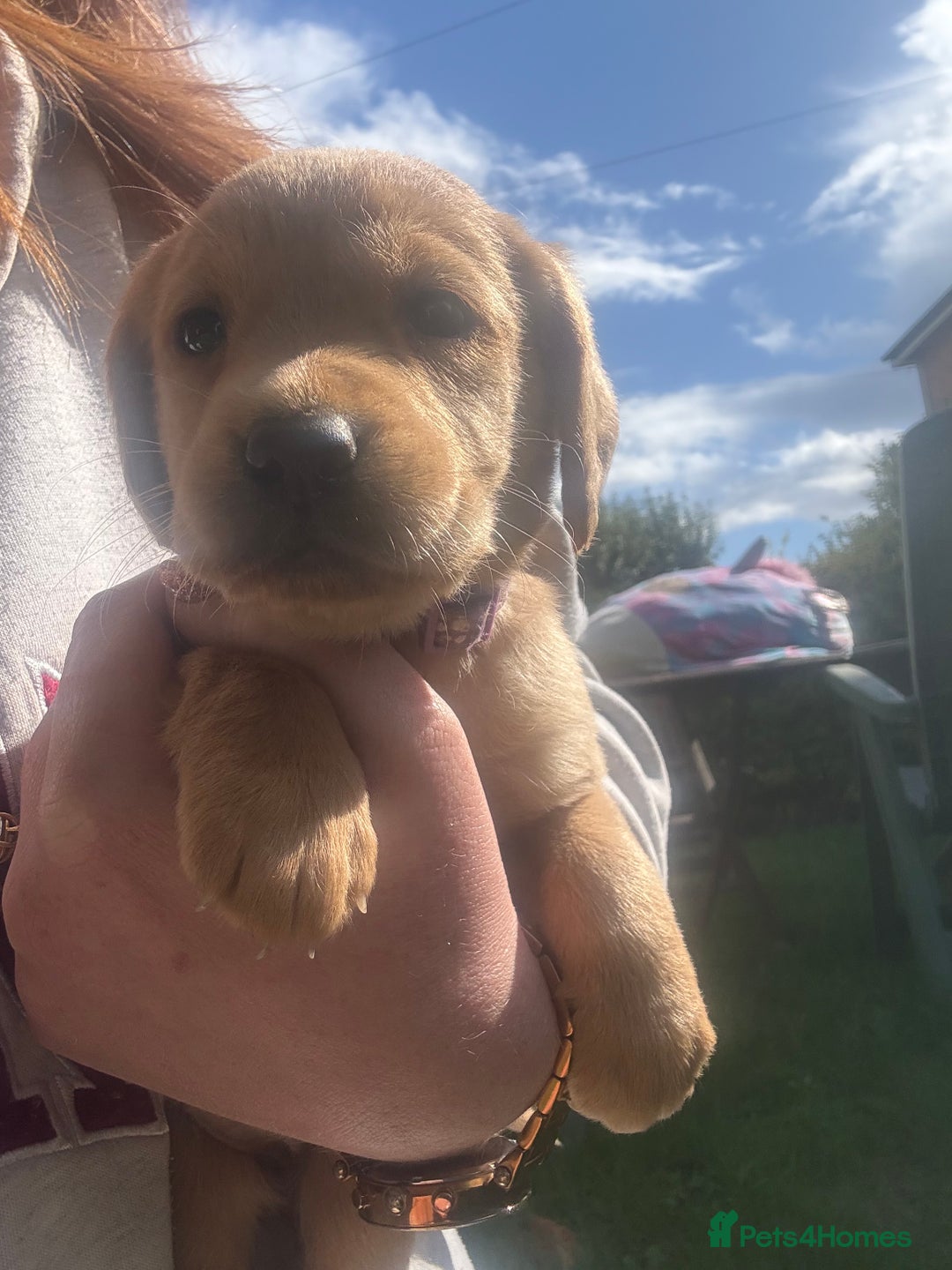 Cockerdor dogs for sale: 🐶Cockerdor Puppies 🐶 - Image 29
