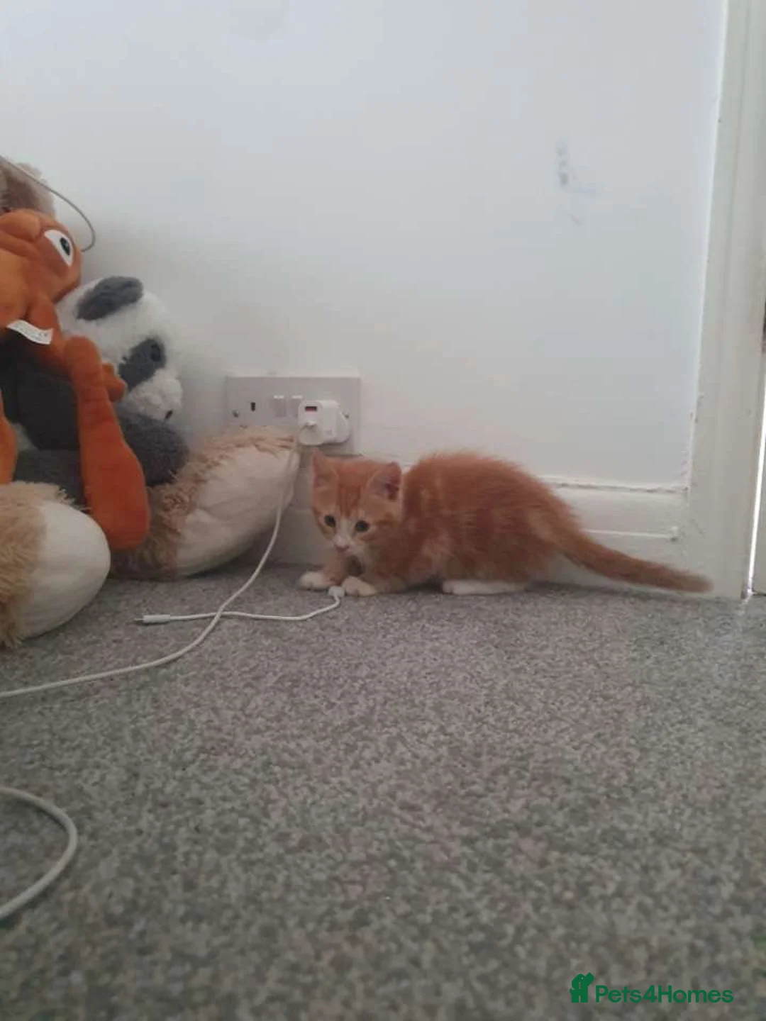 Mixed Breed cats for sale: 5 lovely kittens, colico mother  - Advert 2