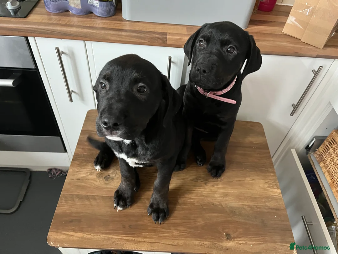 Mixed Breed dogs for sale: Bullmastiff cross puppies  - Advert 19