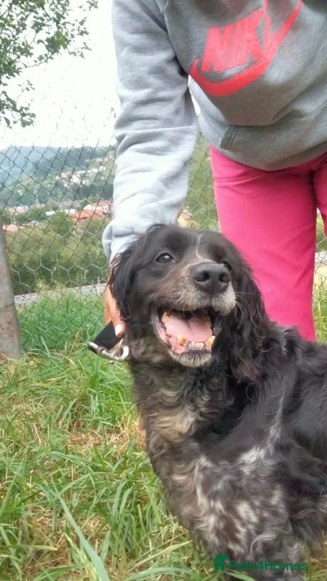 Brittany Spaniel dogs for adoption: Roma 10 year old Brittany  in Liverpool - Advert 6