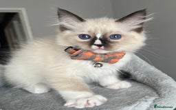 Ragdoll cats for sale: REGISTERED Ragdoll kittens HCM/PKD clear - Image 19