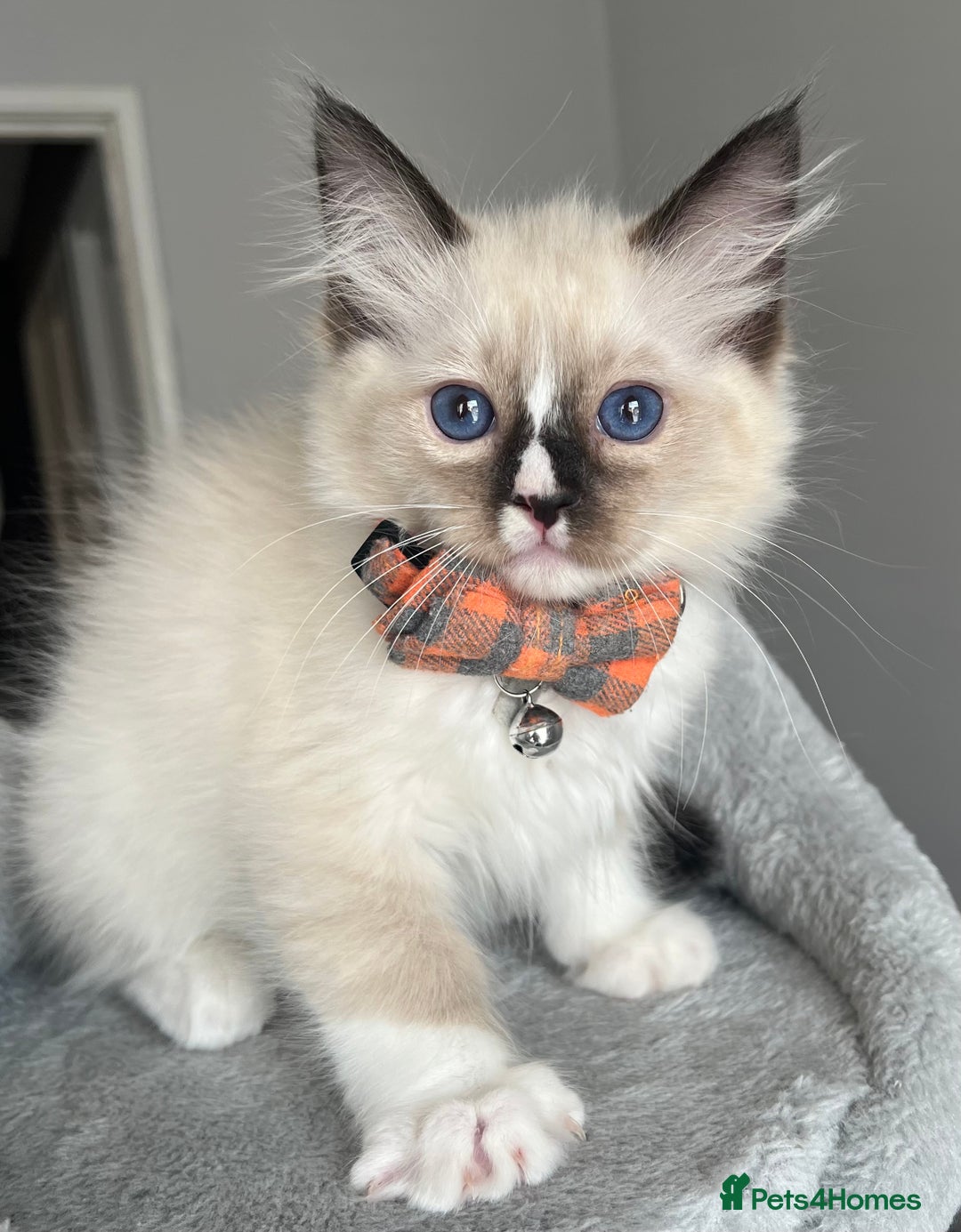 Ragdoll cats for sale: REGISTERED Ragdoll kittens HCM/PKD clear - Image 19