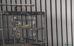 Ringnecks birds for sale: Male Indian Ringneck 2 Year Old  - Advert 2