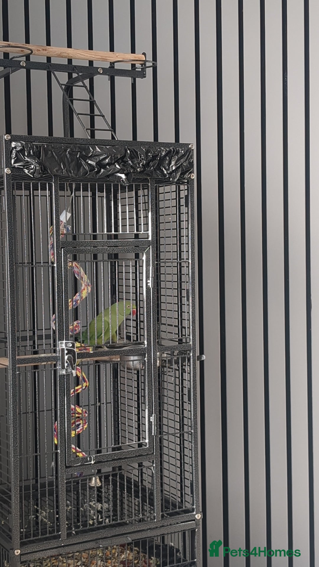 Ringnecks birds for sale: Male Indian Ringneck 2 Year Old  - Advert 2