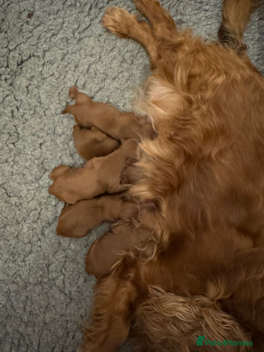 Toy Poodle dogs for stud: Teddy Fox red Proven Toy Poodle for STUD in Bexleyheath - Advert 10