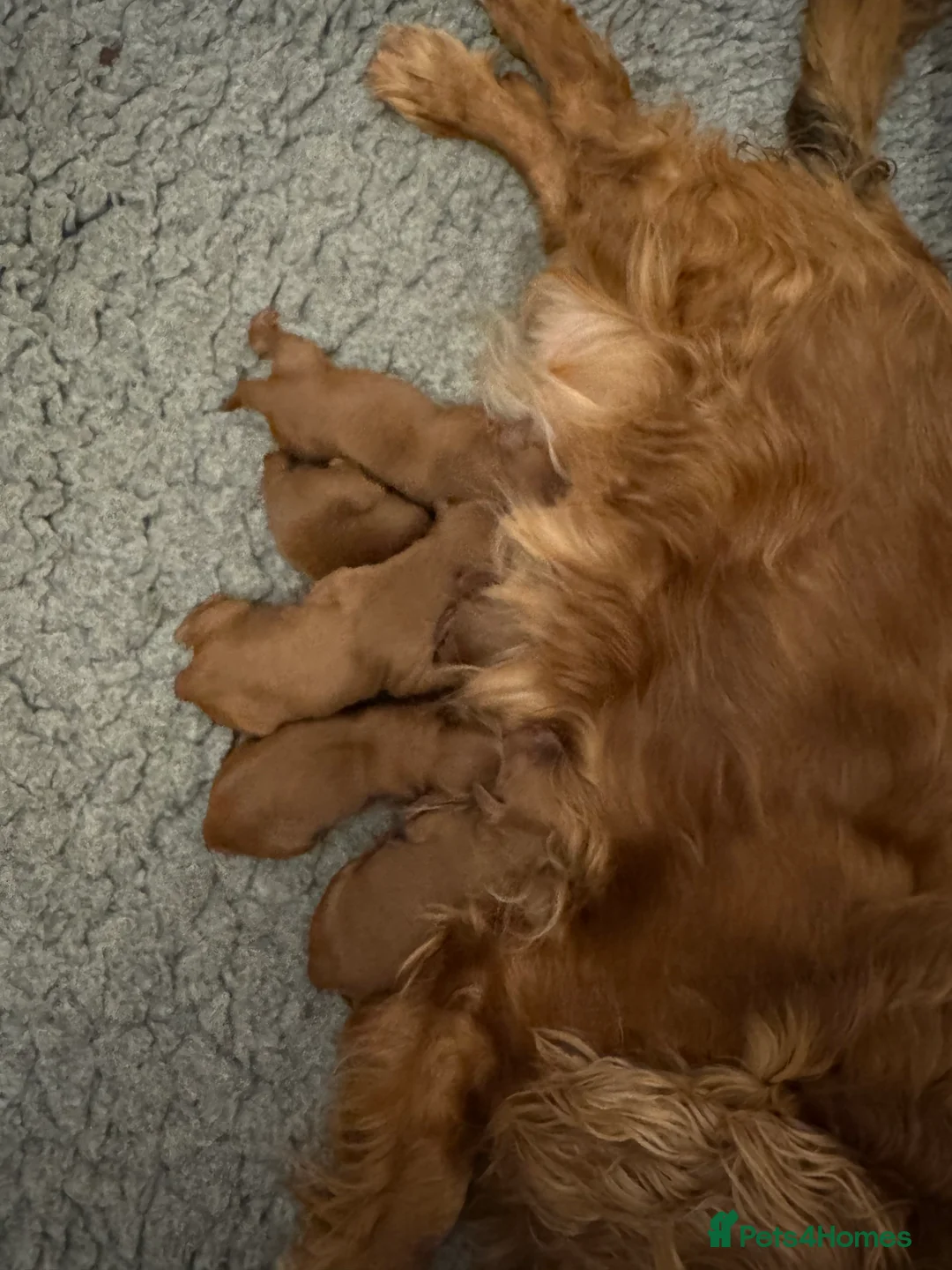 Toy Poodle dogs for stud: Teddy Fox red Proven Toy Poodle for STUD in Bexleyheath - Advert 10