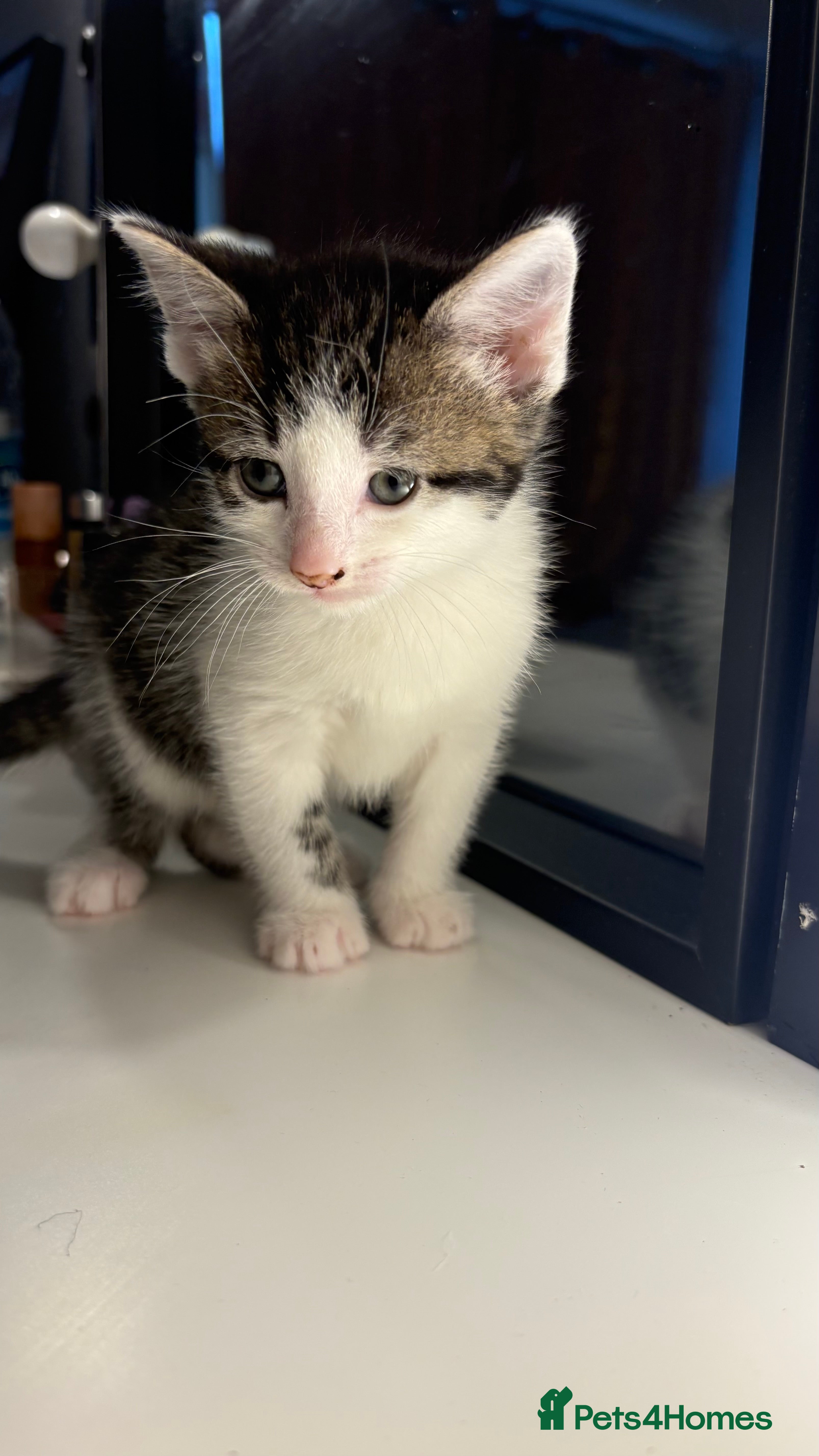 British Shorthair cats 1 kitten for sale  - Advert 2