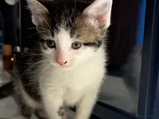 British Shorthair cats 1 kitten for sale - Advert 2