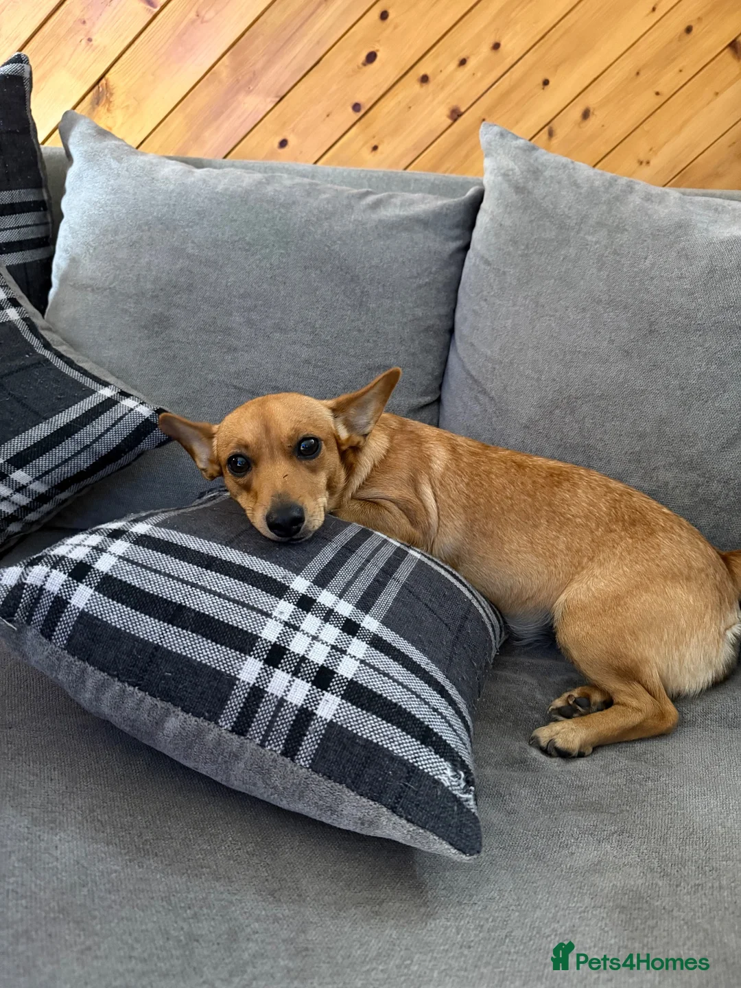Chiweenie dogs for sale: Chihuahua cross dashcund puppies in Edinburgh - Advert 1