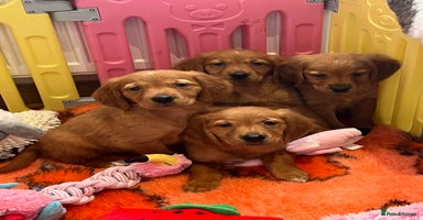 Golden Retriever dogs - Advert 8