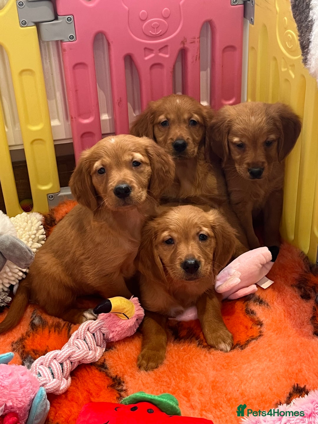 Golden Retriever dogs for sale: Fully health tested kennel club registered puppies - Image 1