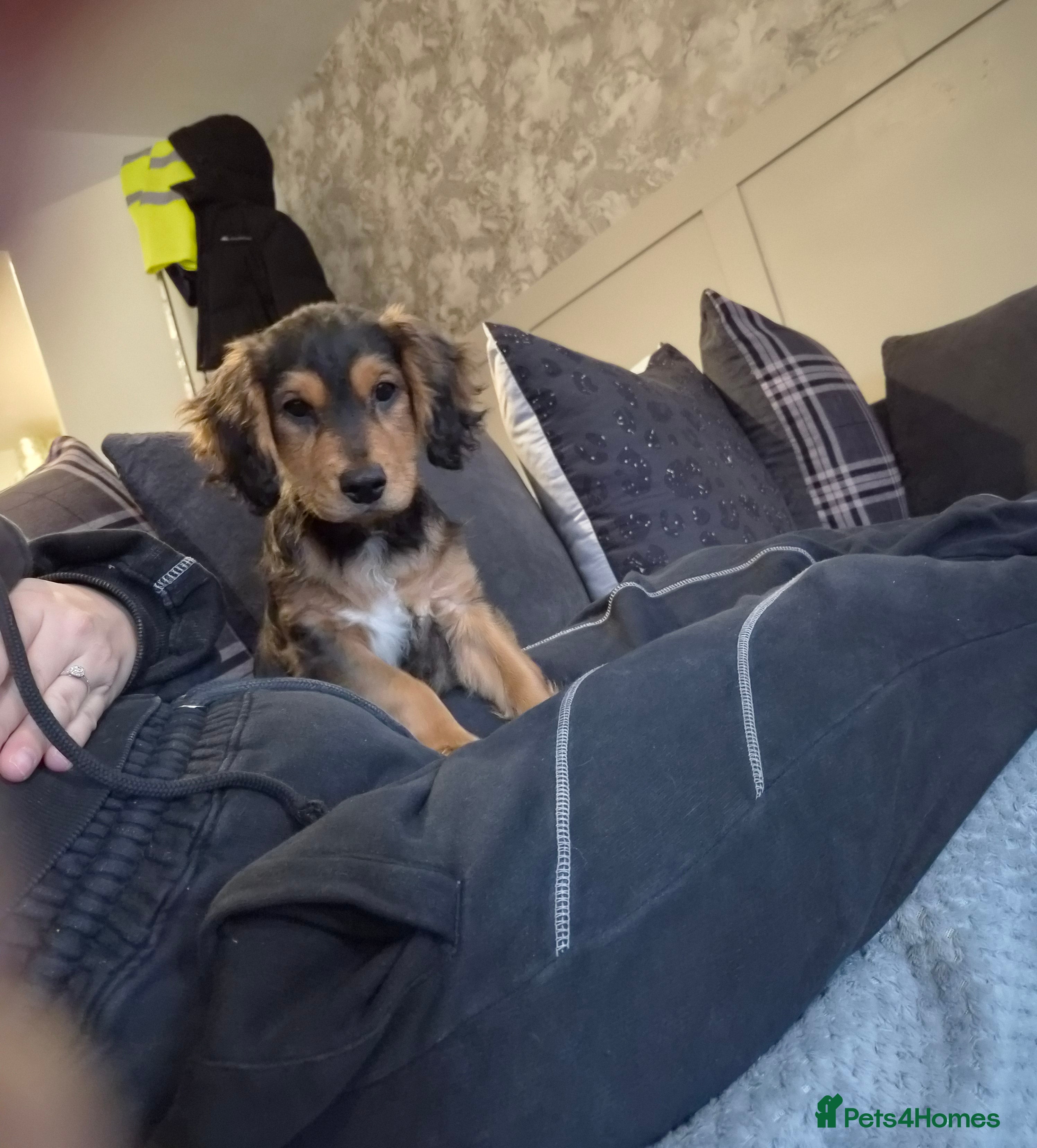 Mixed Breed dogs 15 week old male cocker  in Ashton-under-Lyne - Advert 4