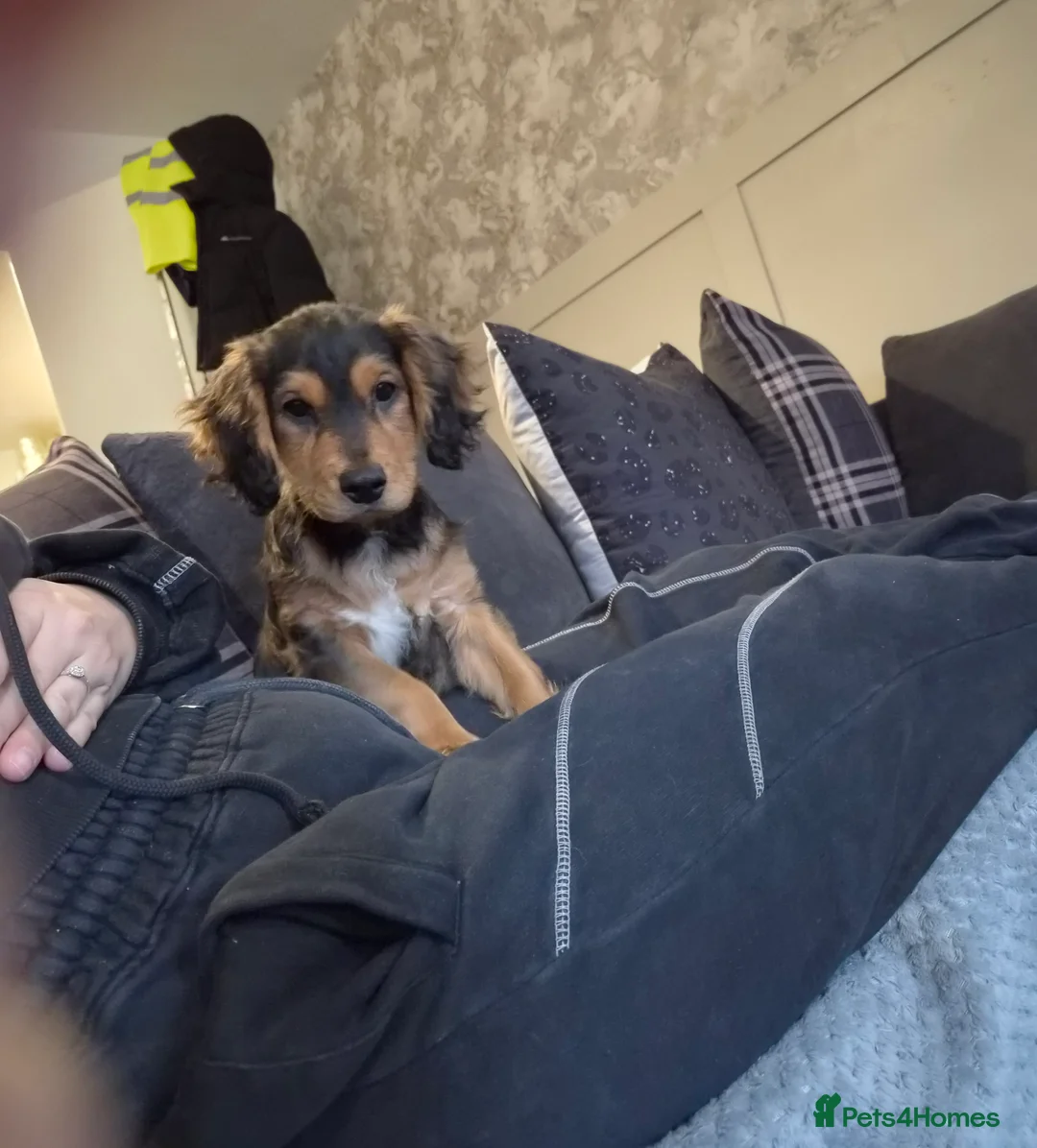 Mixed Breed dogs for sale: 15 week old male cocker  in Ashton-under-Lyne - Advert 1