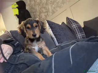 Mixed Breed dogs 15 week old male cocker in Ashton-under-Lyne - Advert 4