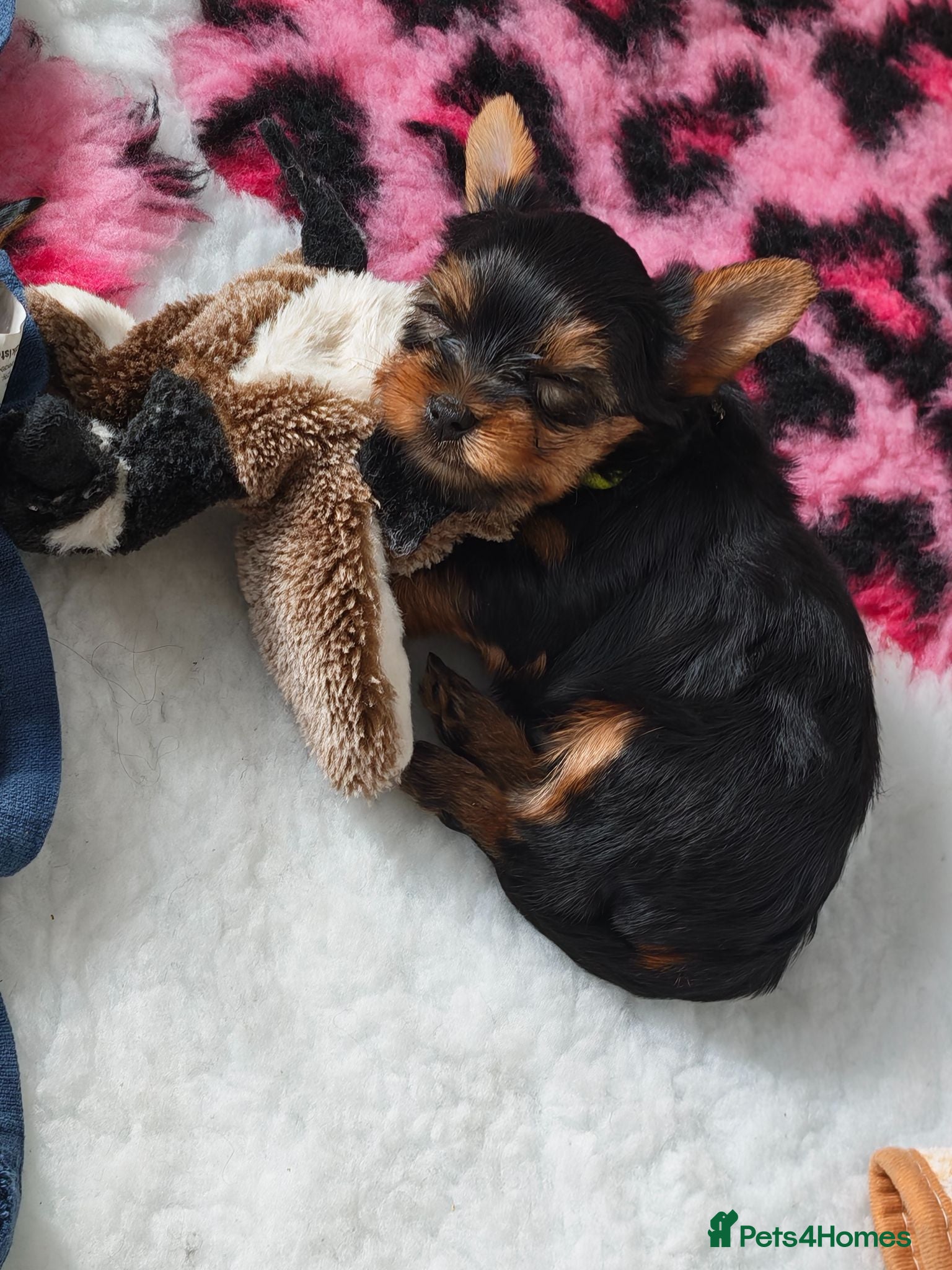 Yorkshire Terrier dogs ✨Beautiful Yorkies✨ - Advert 4