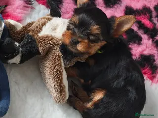 Yorkshire Terrier dogs ✨Beautiful Yorkies✨ - Advert 4