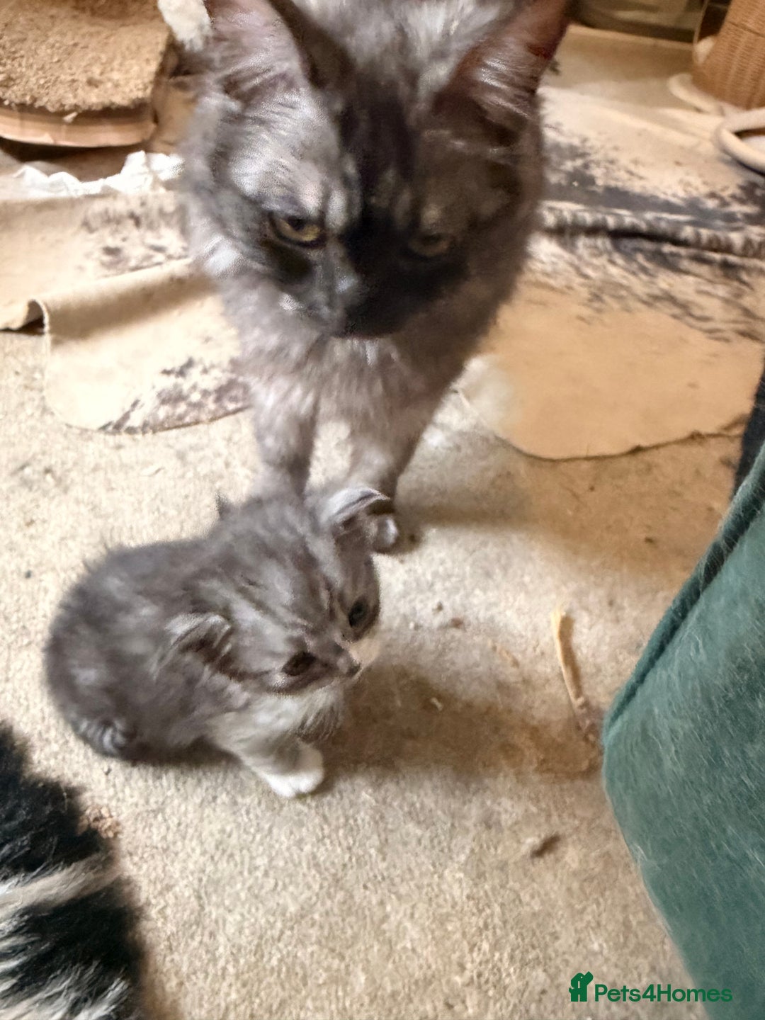 Ragdoll cats for sale: Beautiful Persia dolls  - Advert 8