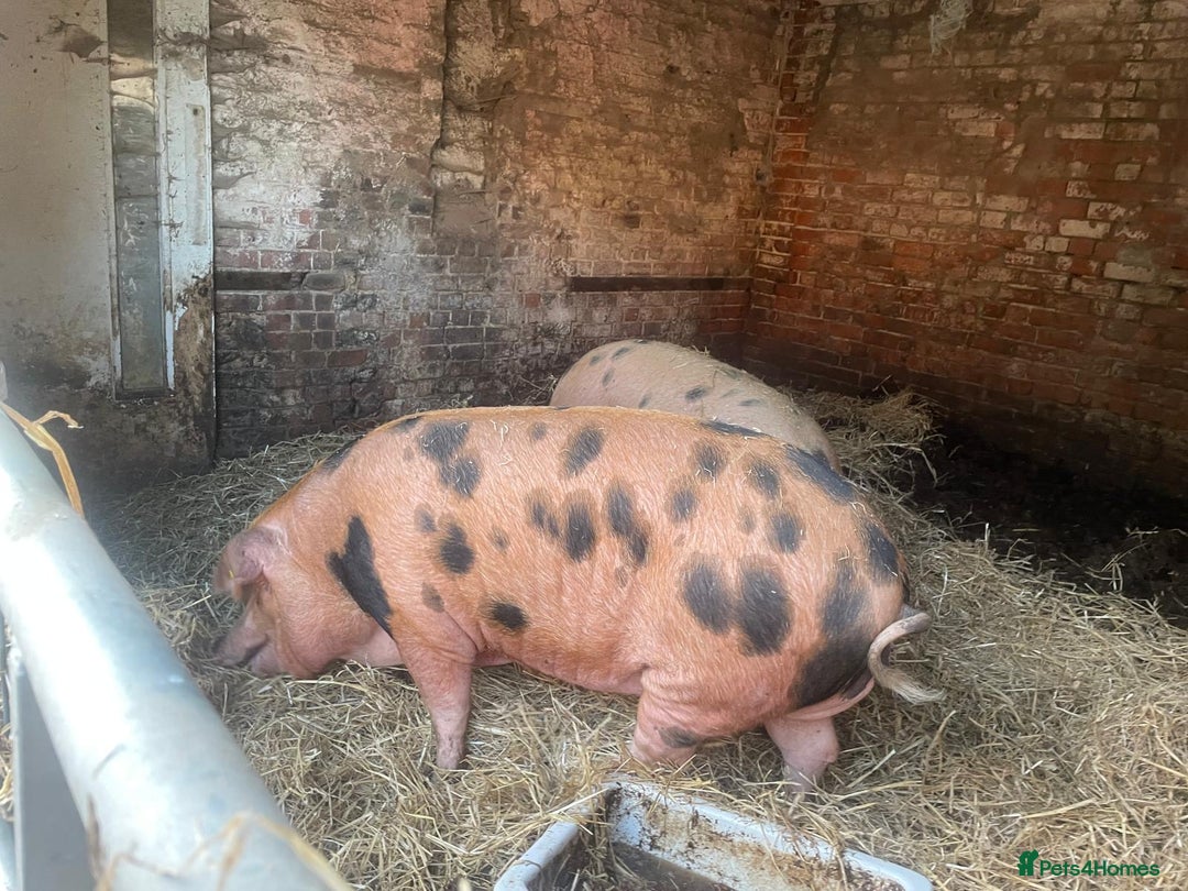 Pig livestock for sale: OXFORD SANDY & BLACK Gilt - Image 4