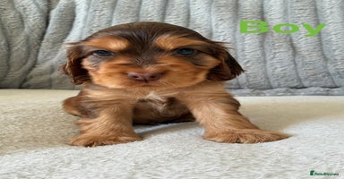 Cocker Spaniel dogs - Advert 5