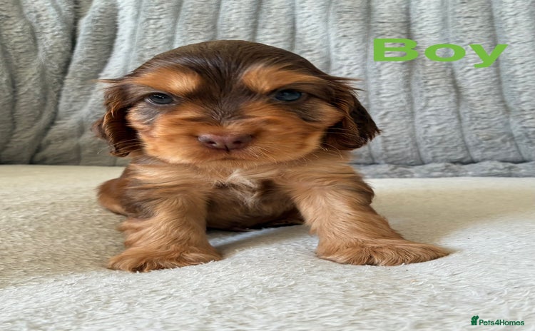 Cocker Spaniel dogs - Advert 3