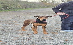 Mixed Breed dogs for adoption: BEAUTIFUL BONNIE  - Image 3