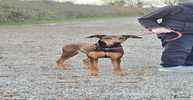 Mixed Breed dogs BEAUTIFUL BONNIE  - Advert 10