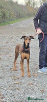 Mixed Breed dogs BEAUTIFUL BONNIE - Advert 11