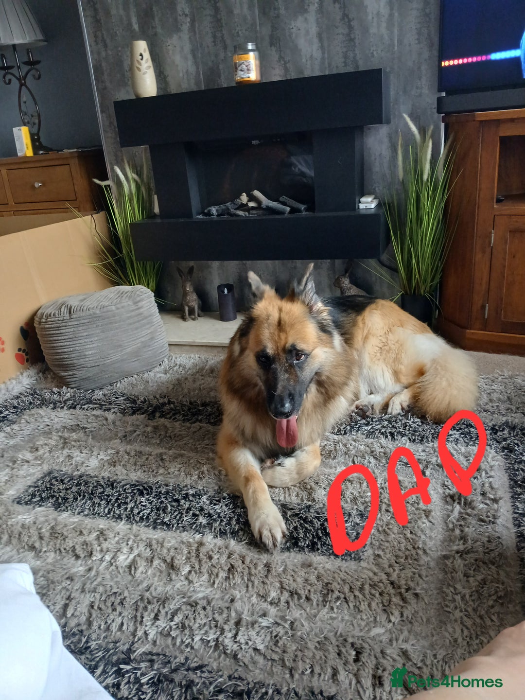 German Shepherd dogs for sale: German shepherd puppies  - Image 7