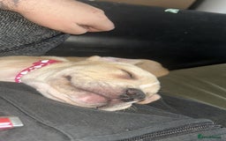 Staffordshire Bull Terrier dogs for sale: Beautiful little girl for sale  - Advert 4