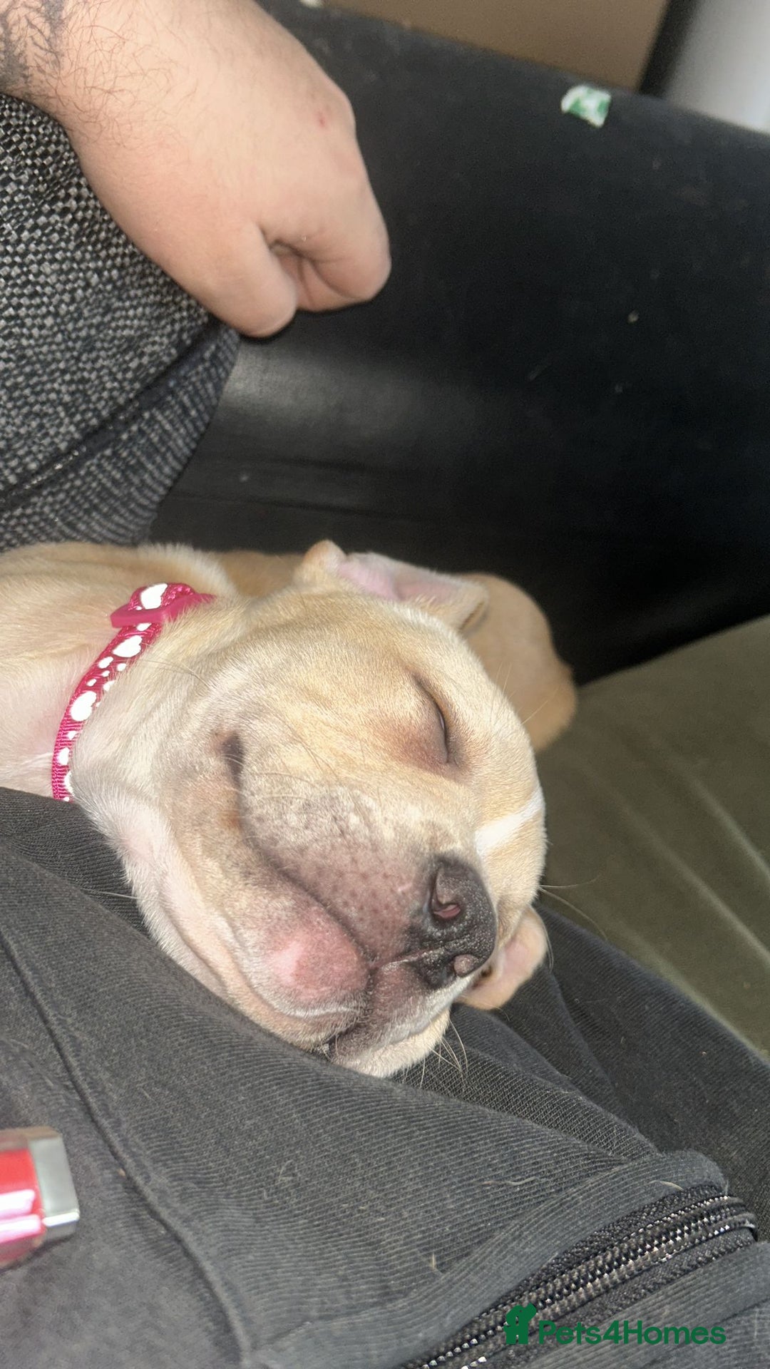 Staffordshire Bull Terrier dogs for sale: Beautiful little girl for sale  - Advert 4