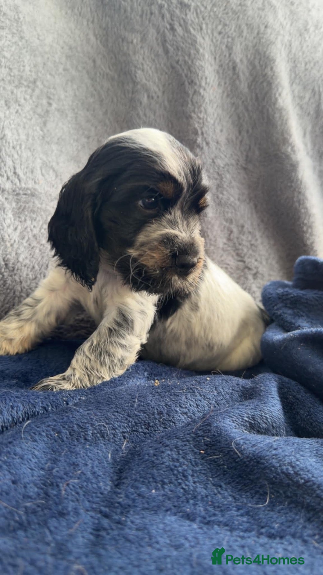 Cocker Spaniel dogs Show cocker spaniel puppies - Advert 1
