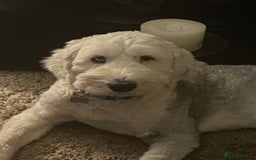 Old English Sheepdog dogs for sale: Old English puppies - Image 21