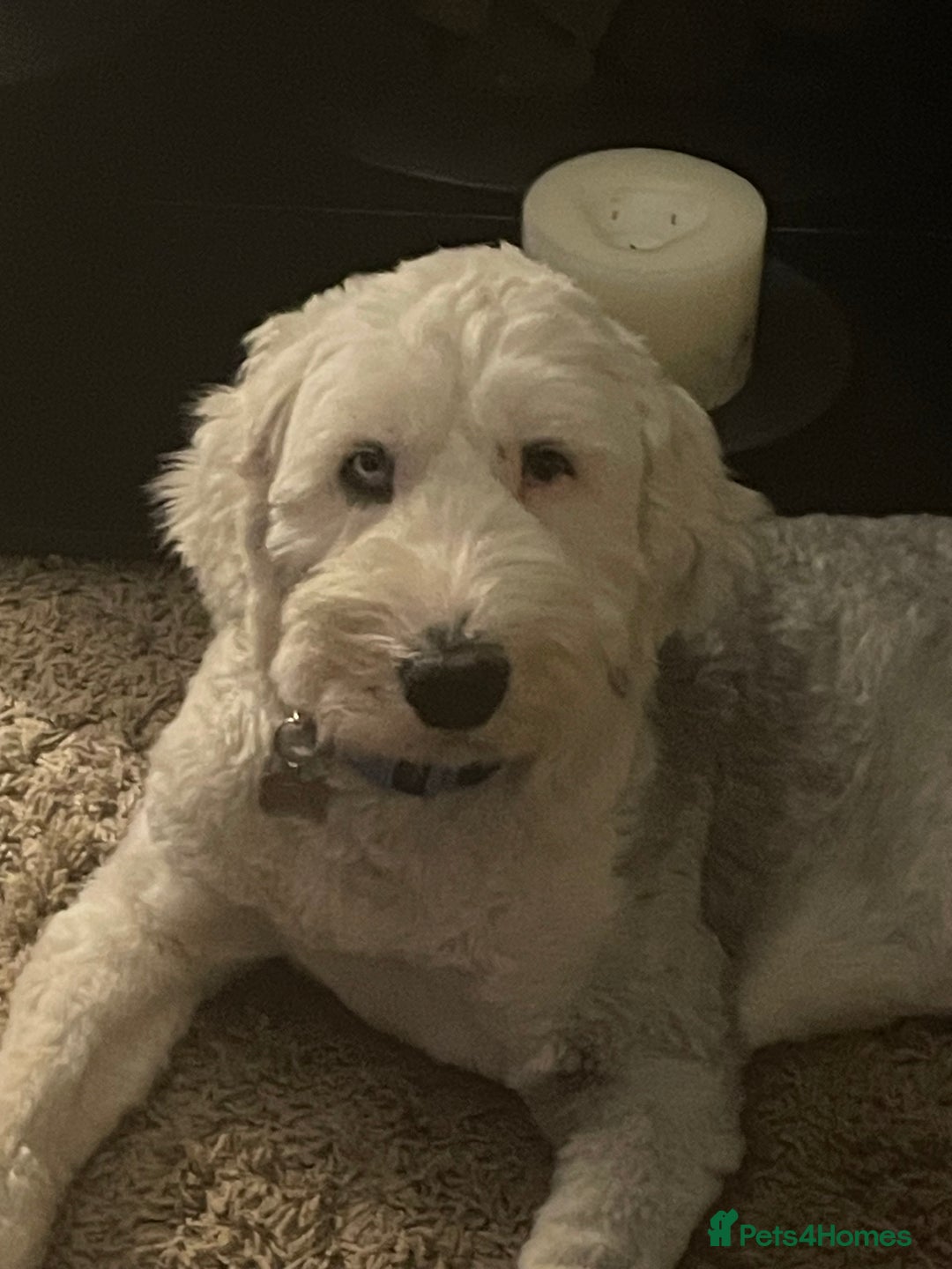 Old English Sheepdog dogs for sale: Old English puppies - Image 21