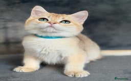 British Shorthair cats for sale: Adorable BSH kittens golden TiCA/ GCCF - Image 9