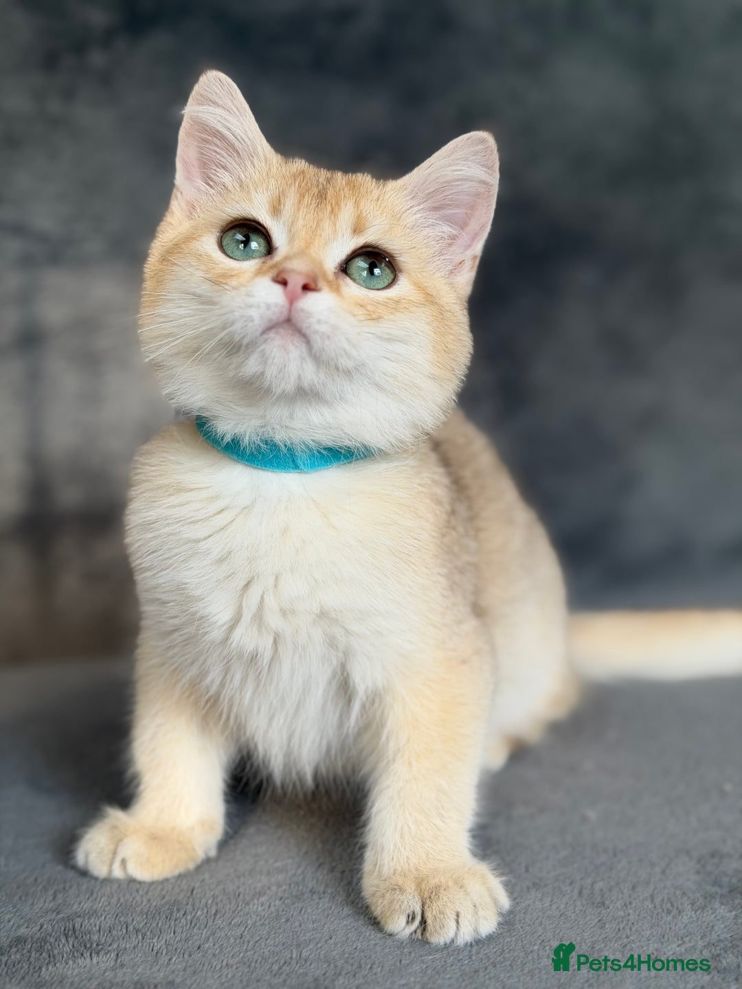 British Shorthair cats for sale: Adorable BSH kittens golden TiCA/ GCCF - Image 9