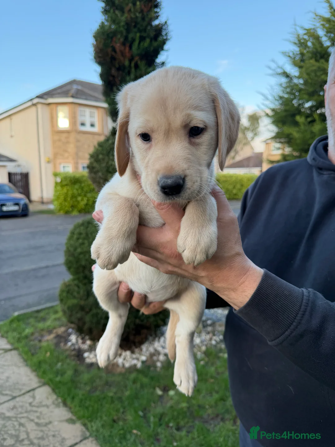 Labrador Retriever dogs for sale: Labrador Retriever Pups  - Advert 5